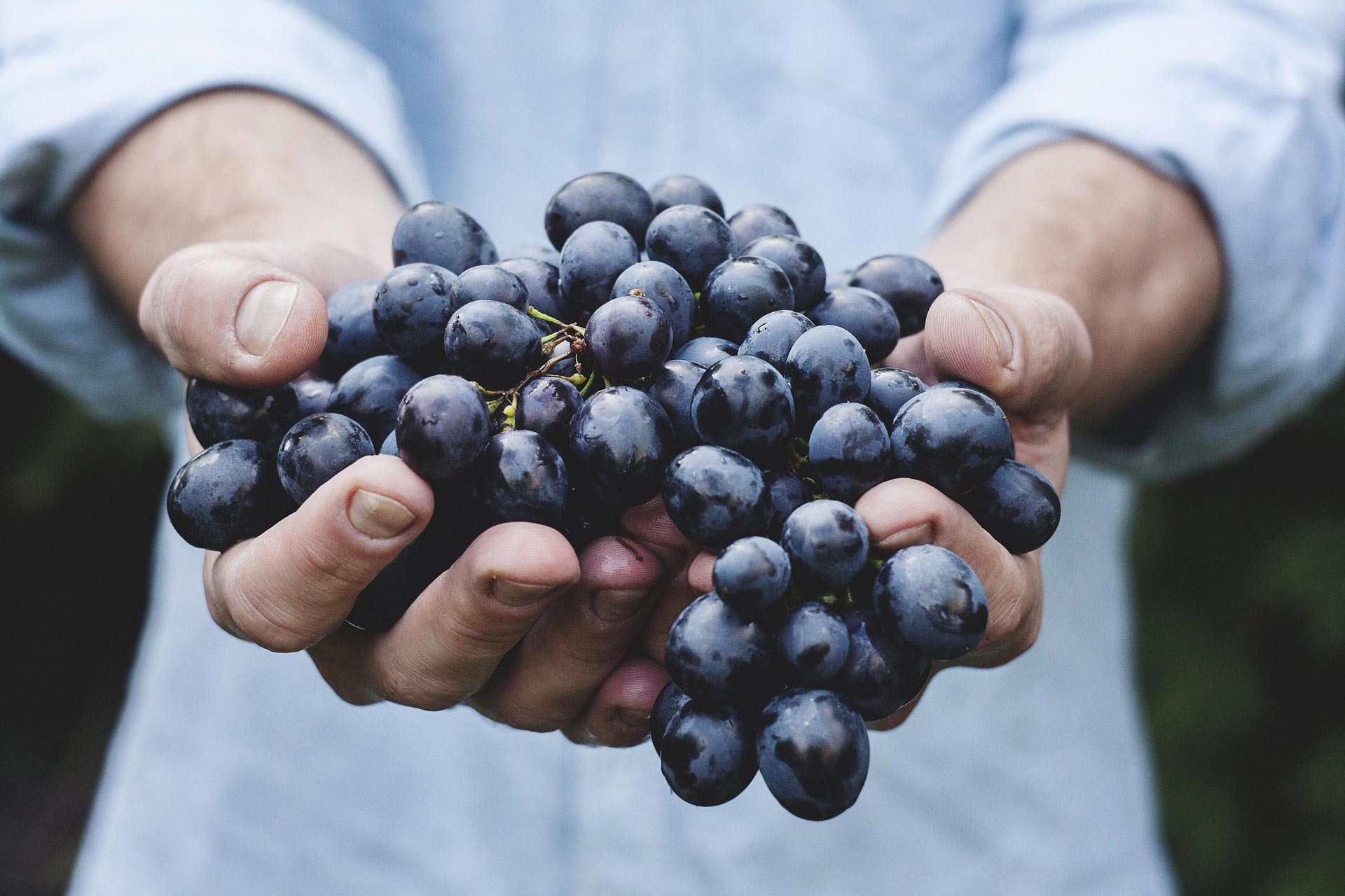 Horaires Vendanges 2022