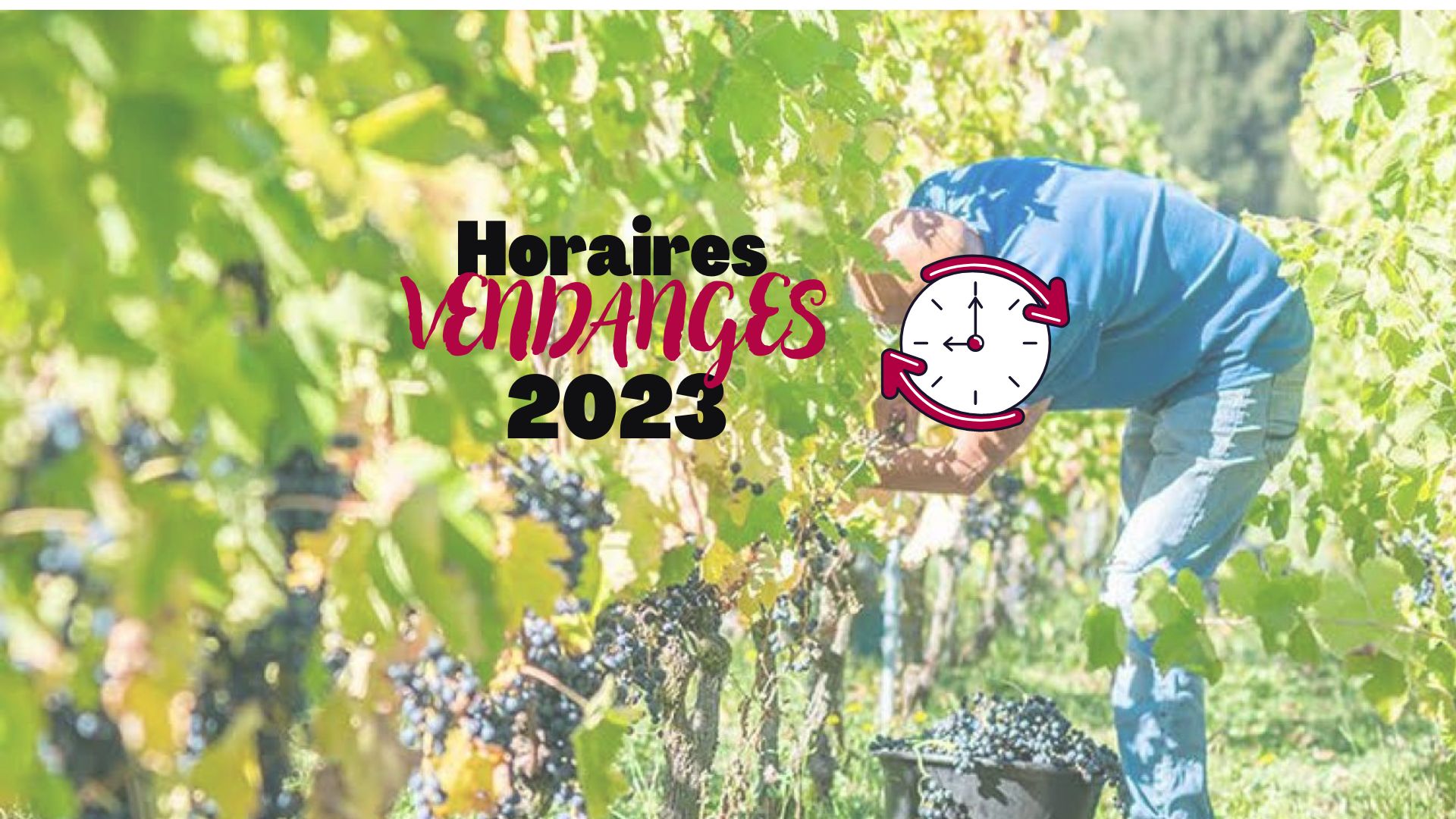 Horaires Vendanges 2023